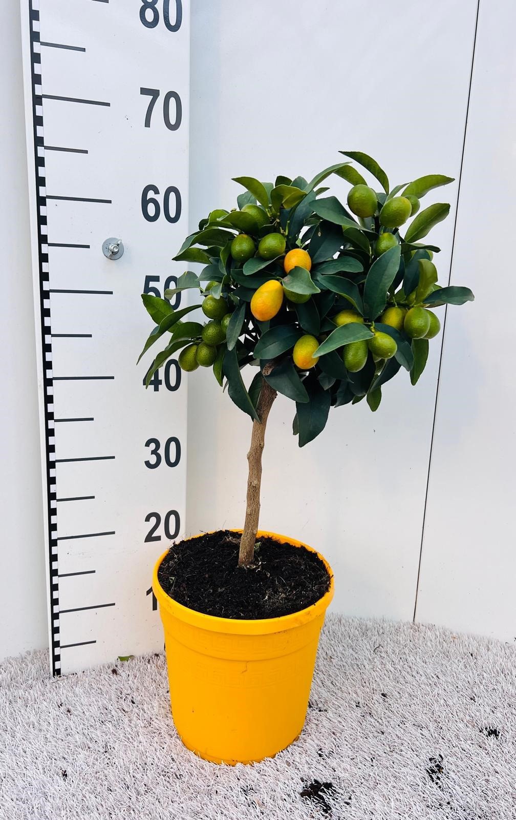 Citrus Kumquat Nagami on stem, D 21