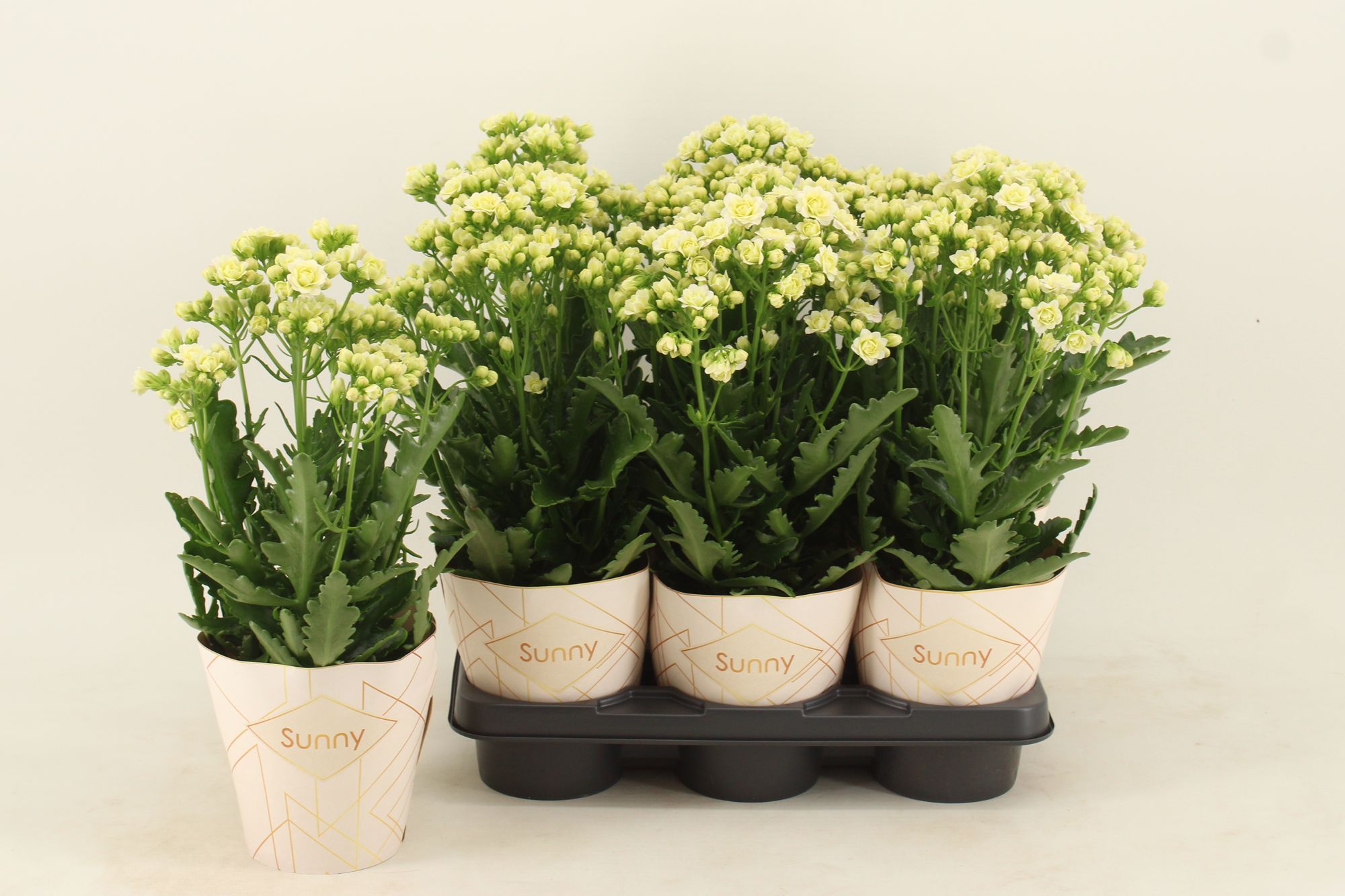 Kalanchoe Sunny White, D 14 cm