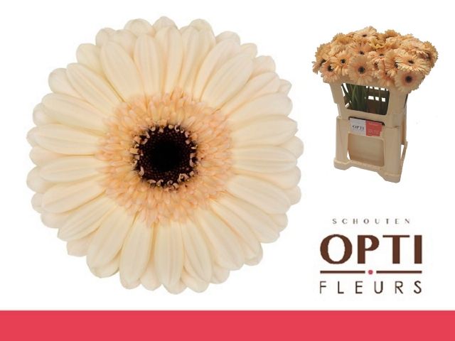 Гермини Майнсэт, шт.