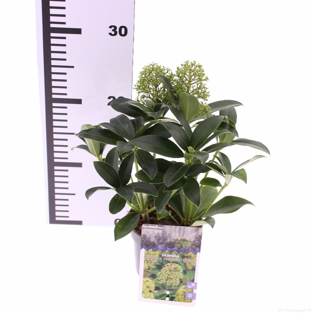 Skimmia jap. 'Fragrant Cloud', D 10,5 cm