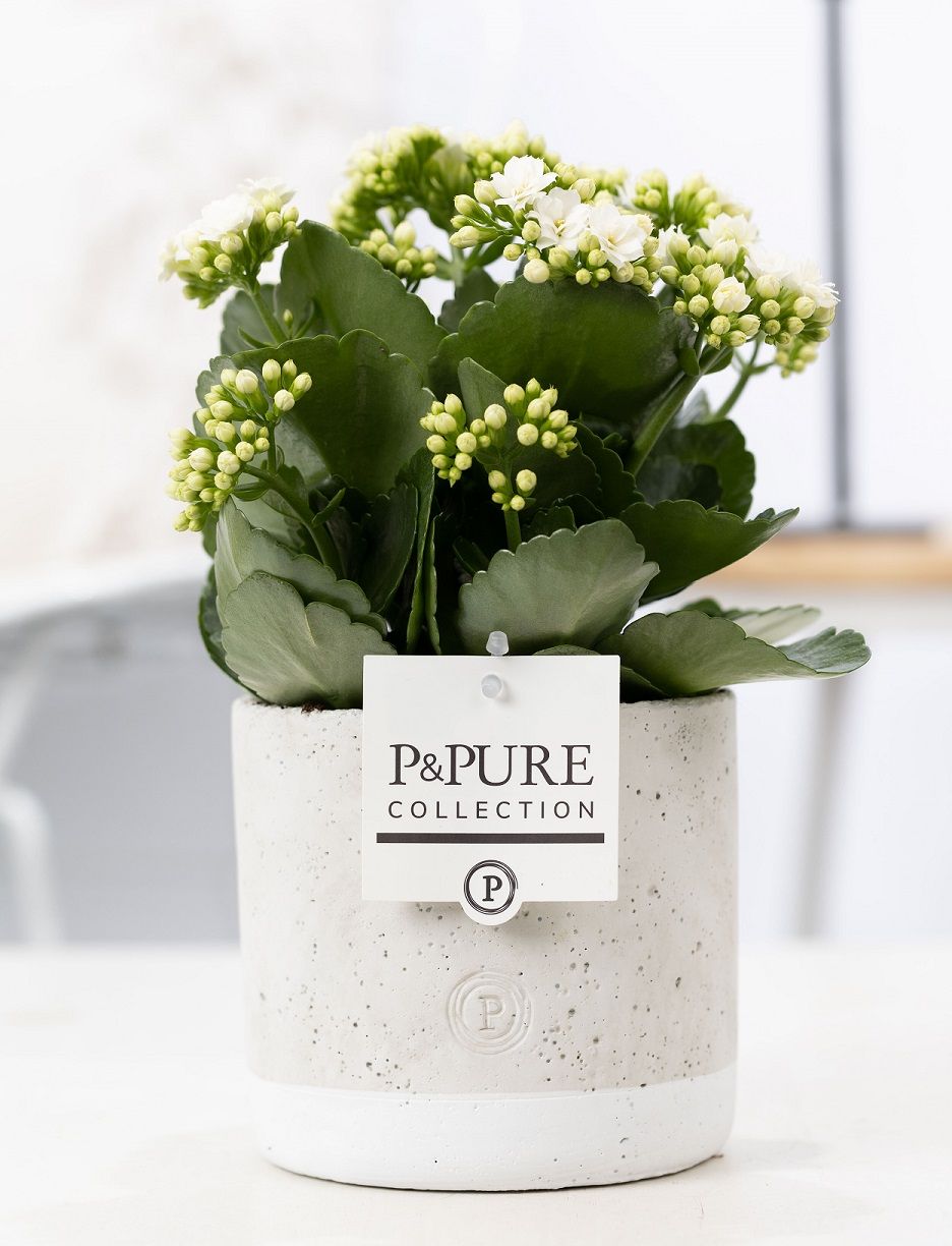 Kalanchoe white in P&PURE Jade ceramics, D 12