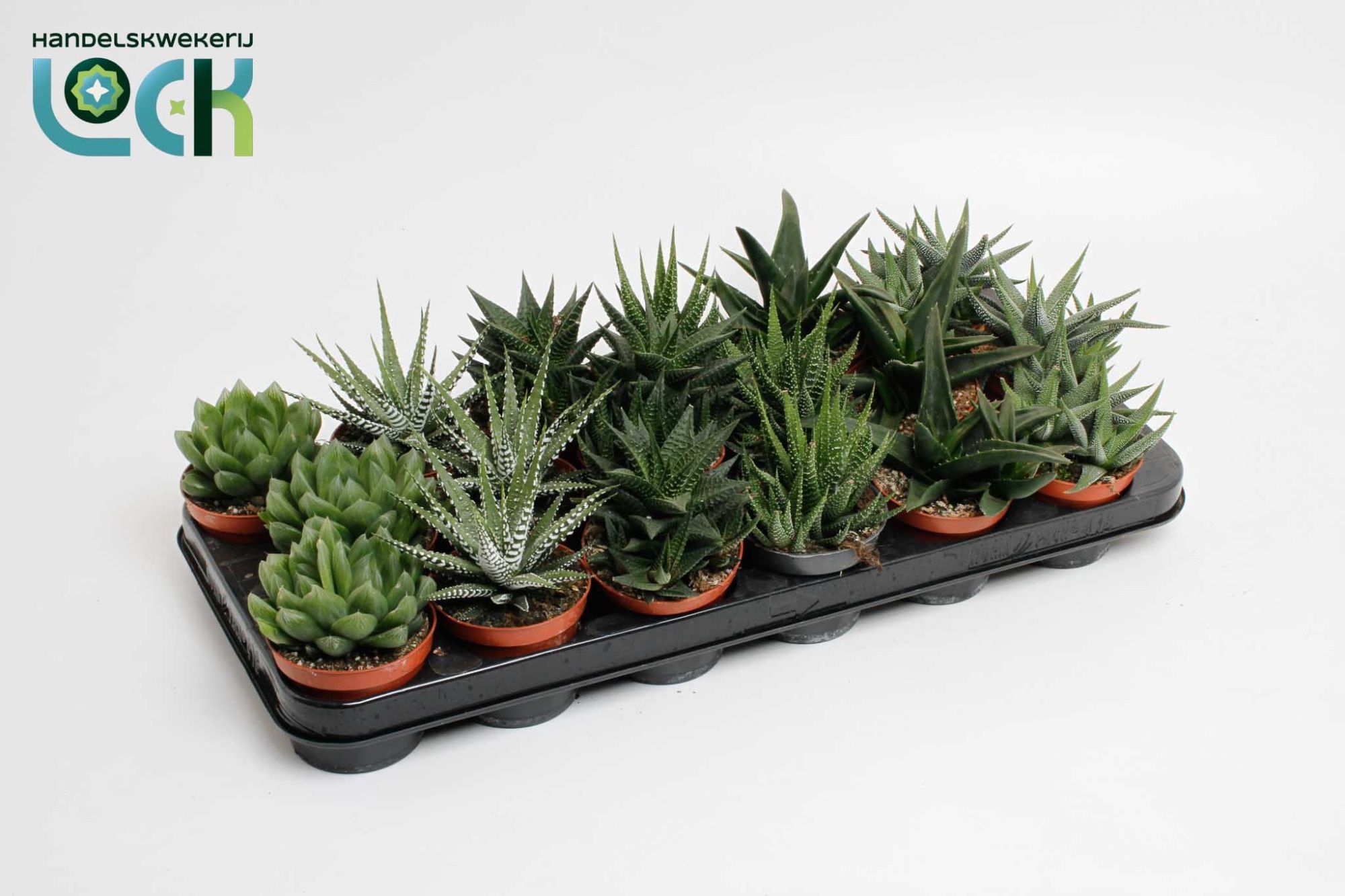 Haworthia Mix, D 8,5