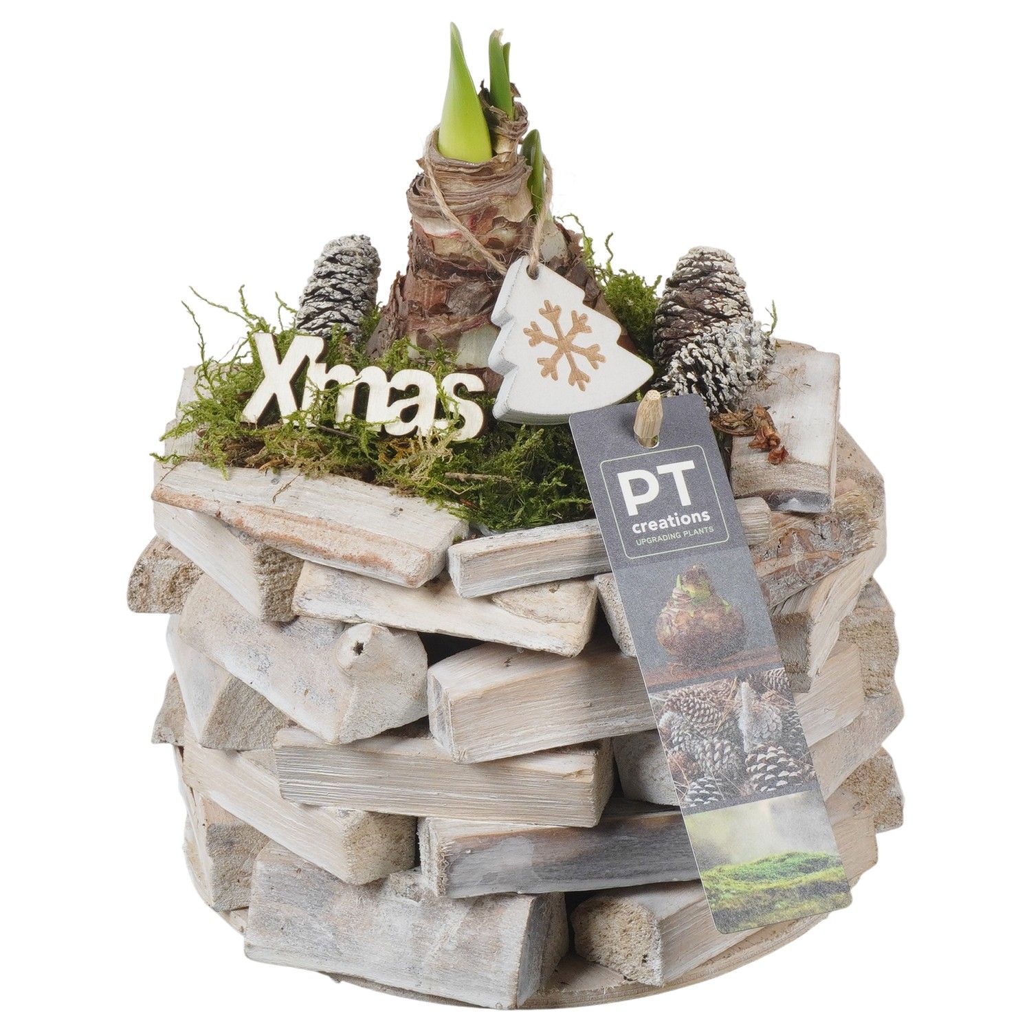 PTACH5889 Arrangement Amaryllis Christmas in houten bak, D 16 cm