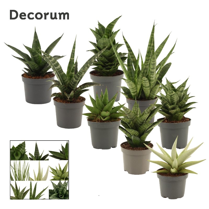 Sansevieria Luxury Mix 9 cm (Decorum), D 9