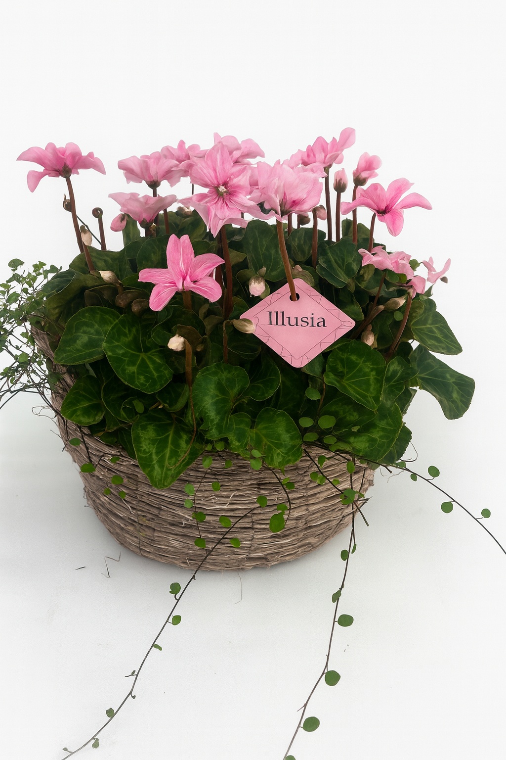 CYM832IL-9323 Cyclaam Illusia/Muehlenbeckia mand handvat Jens, D 23 cm