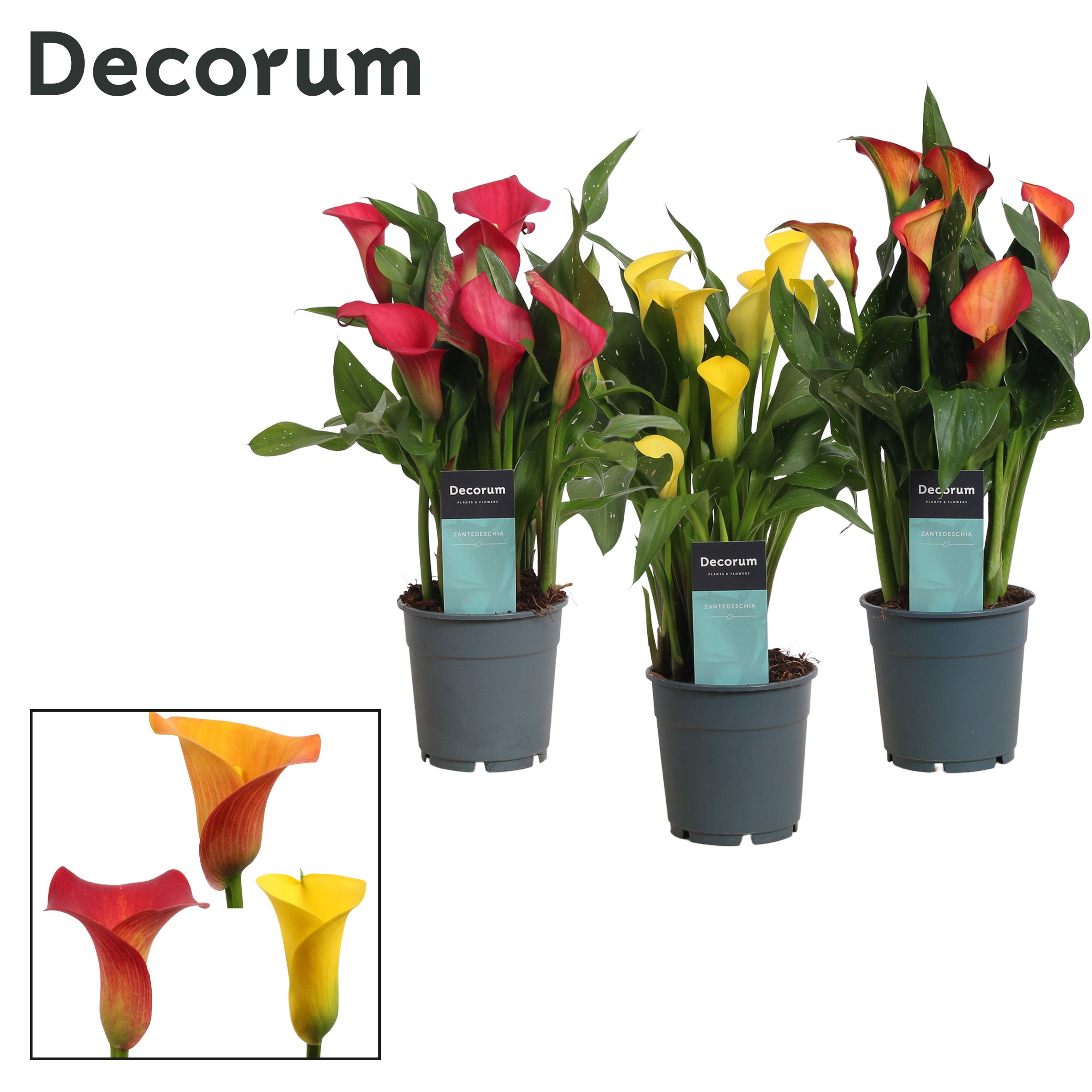 Zantedeschia (Calla) 'Sunny' Mix (Decorum), D 12