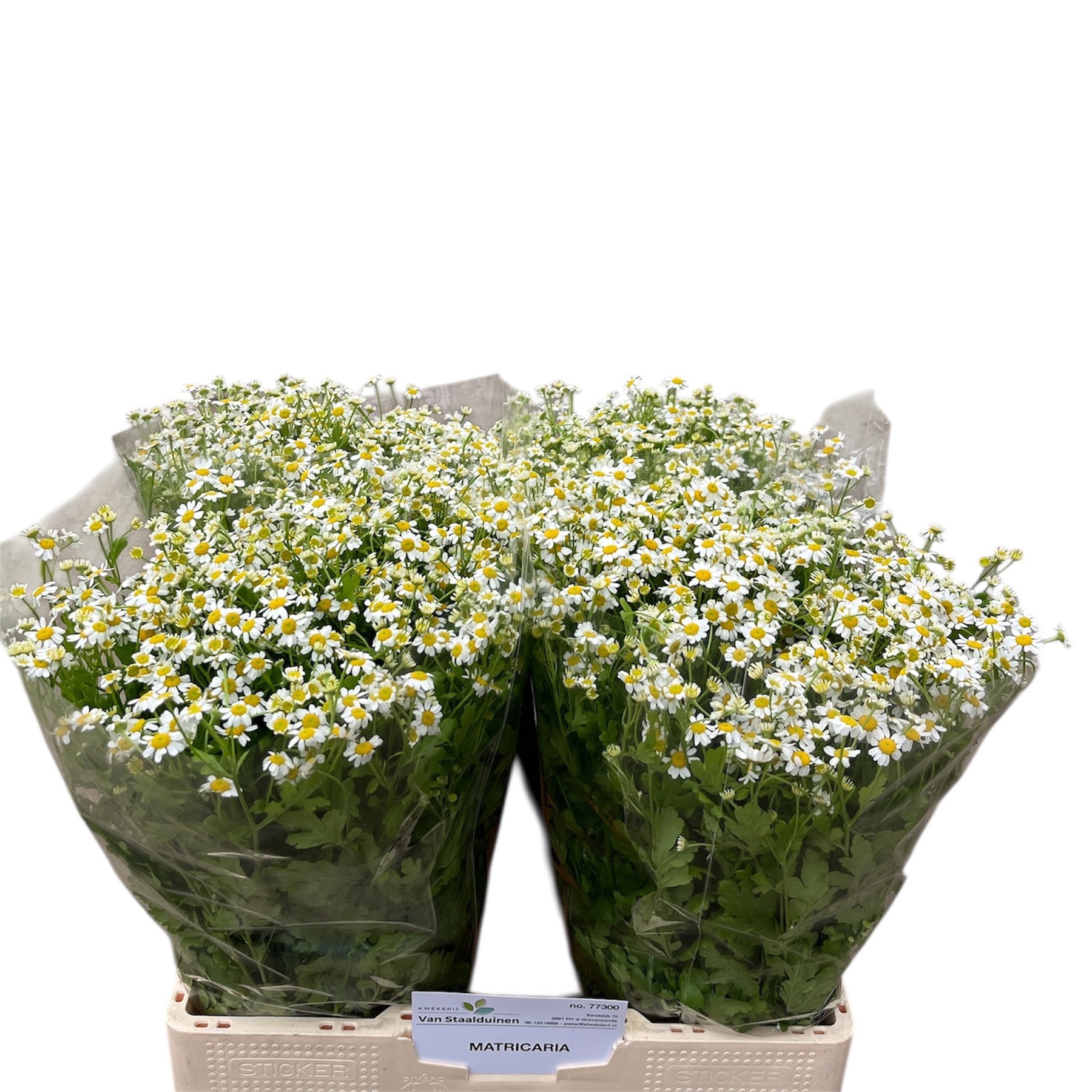 Танацетум Камерон 60 (бел.), шт.