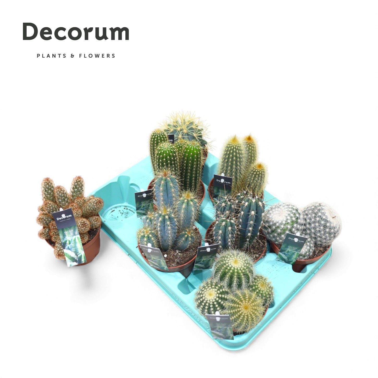 Cactus Mix (Decorum), D 10,5