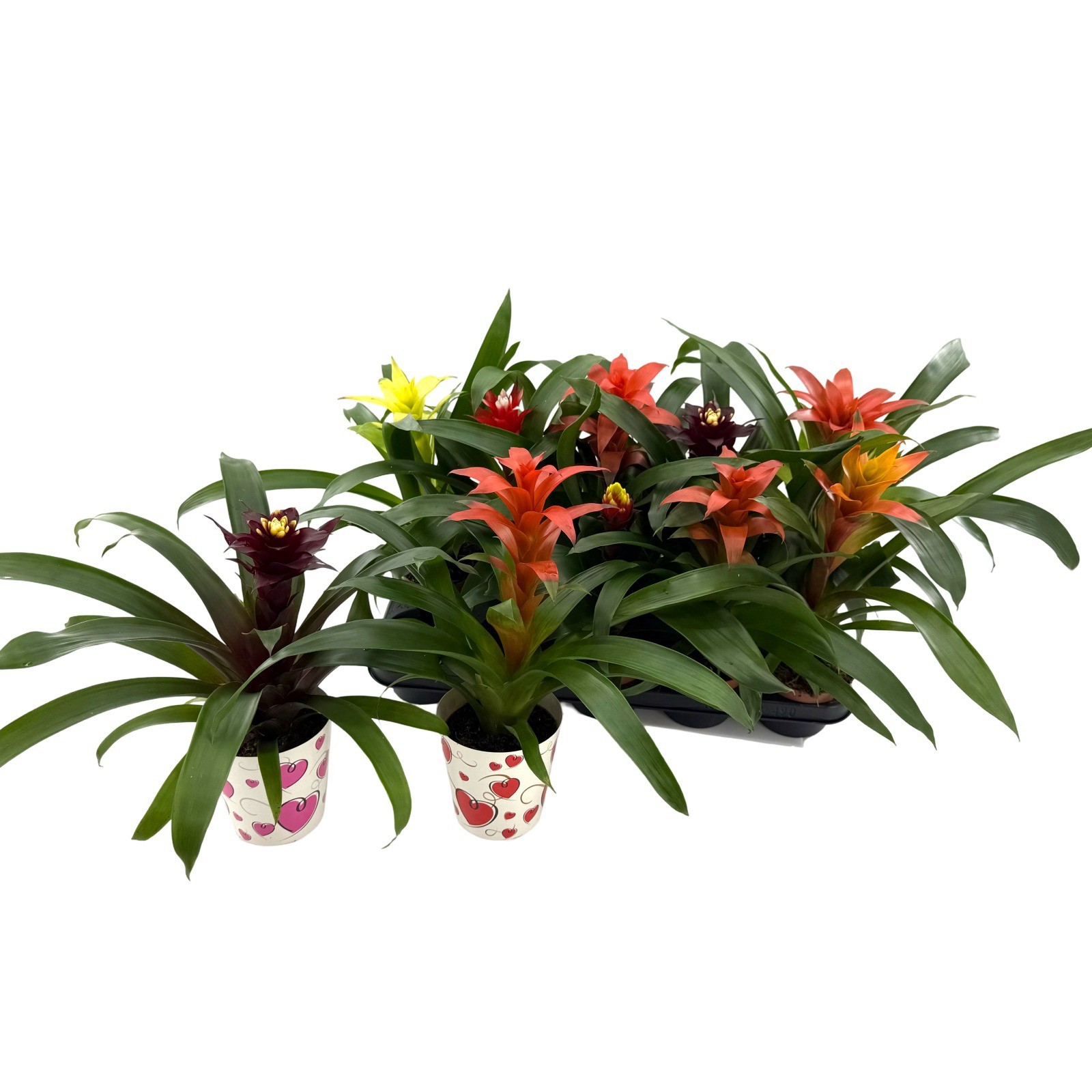 PROMO Bromelia mix compact +Cover, D 13