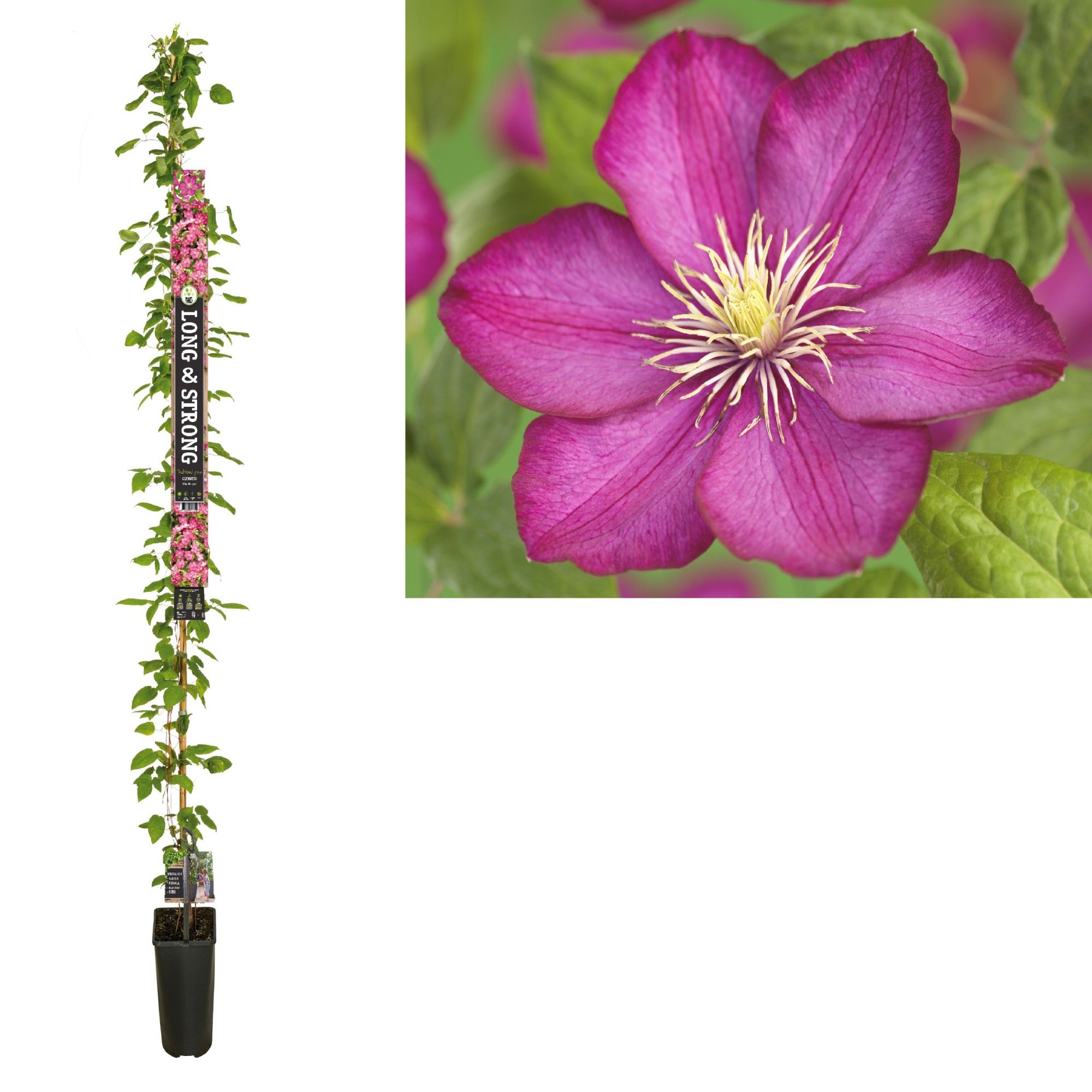 Clematis 'Ville de Lyon' +Long & strong label, D 23