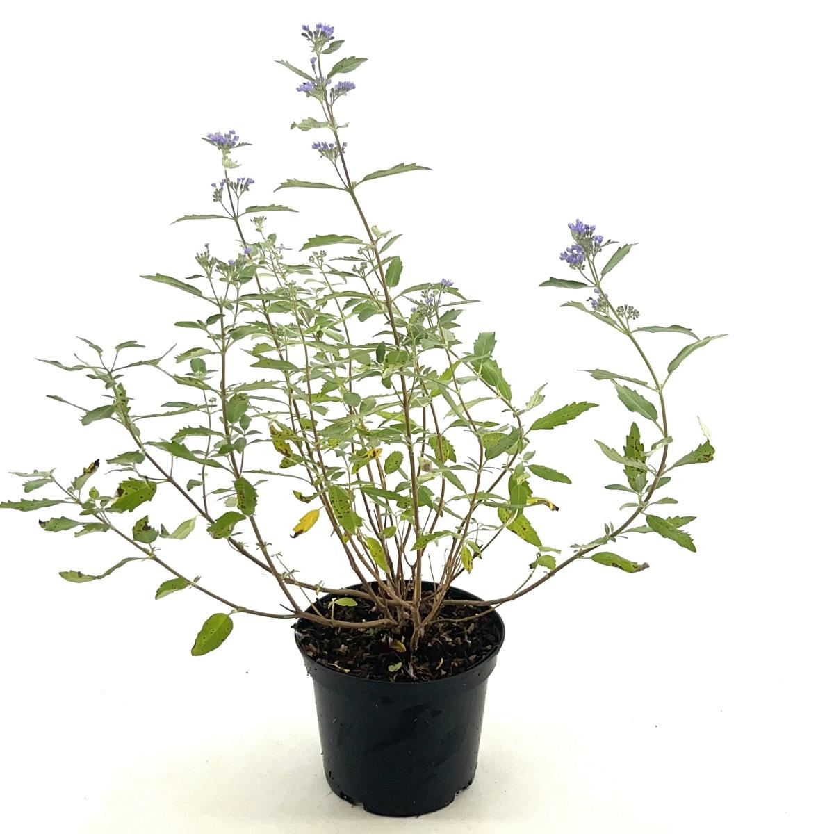 Caryopteris cland. 'Kew Blue', D 17