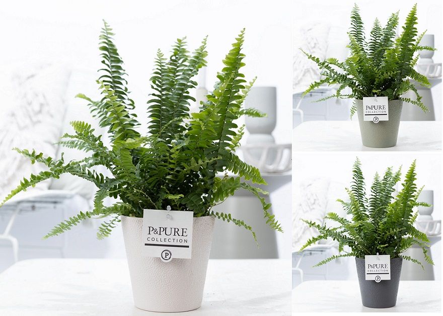 Nephrolepis Green Lady in P&PURE Ruby ceramics ass.3, D 12