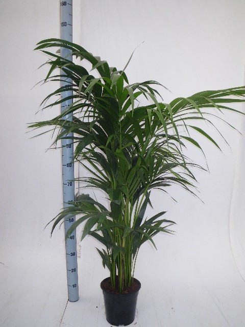 Howea forsteriana, D 27