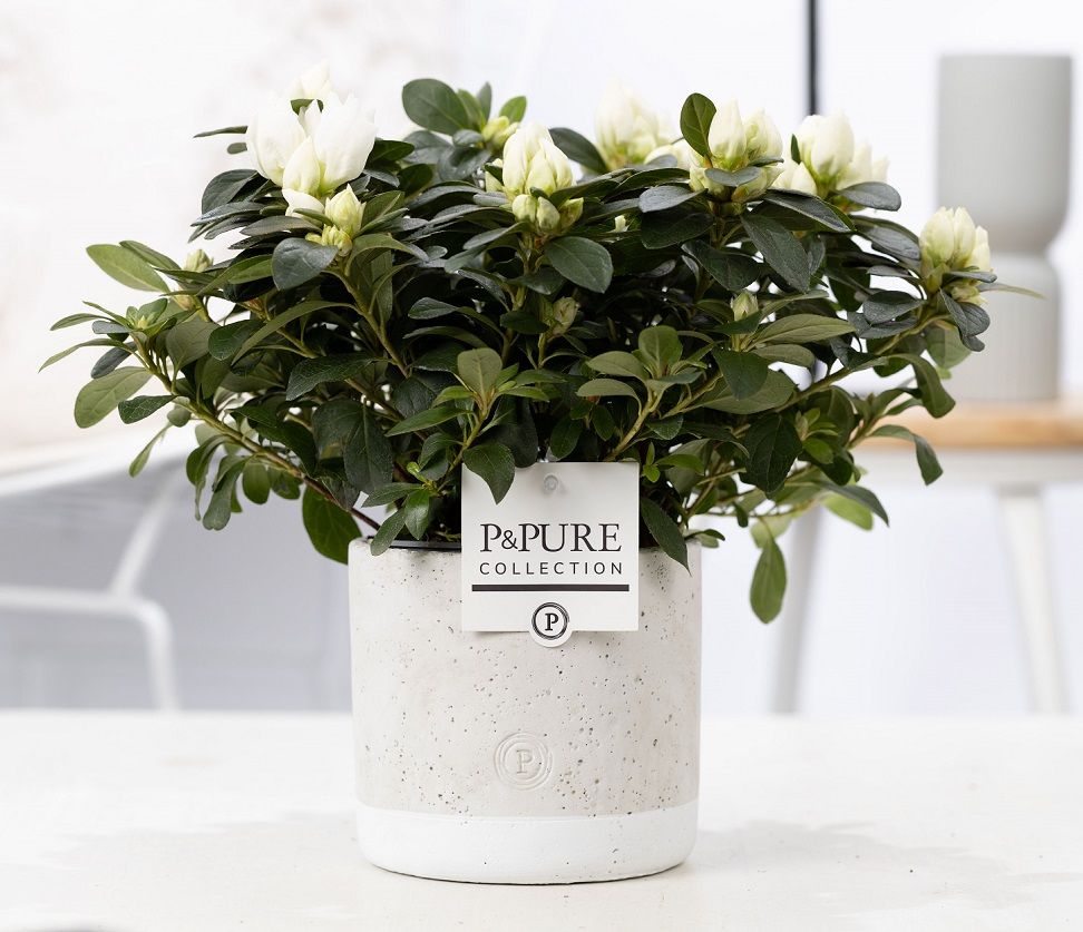 1st class Azalea white in P&PURE Jade ceramics, D 12