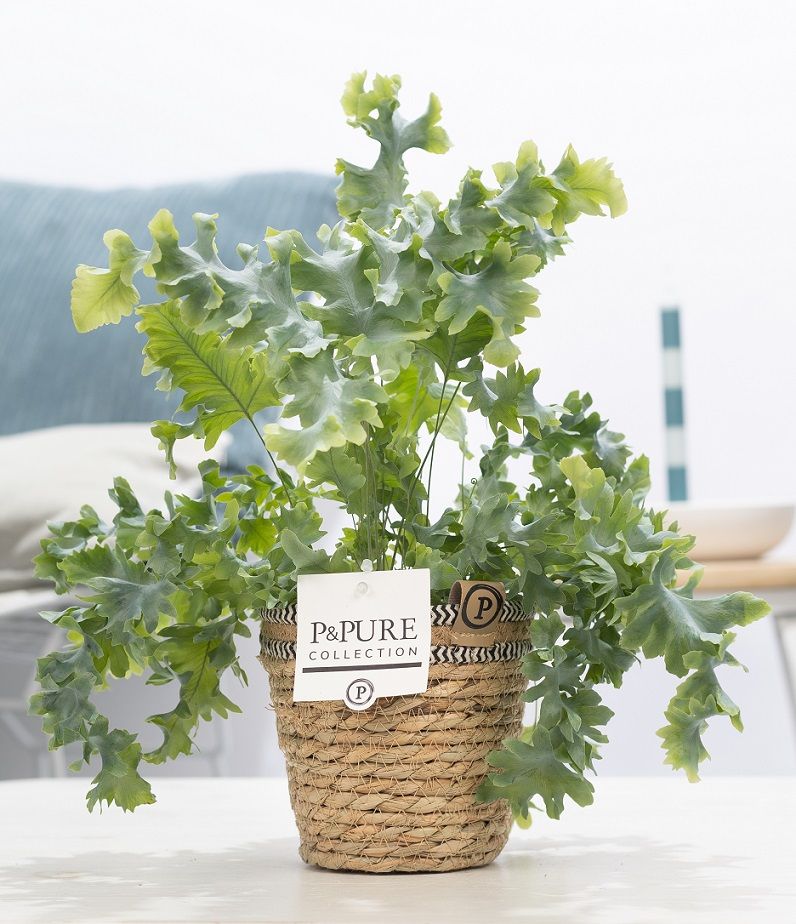 Phlebodium Davana in P&PURE Basket 6, D 12