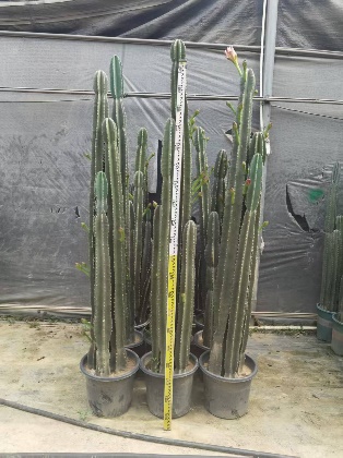 кактус 1.9-метер толл сурвейор'с левелинг род 30 190