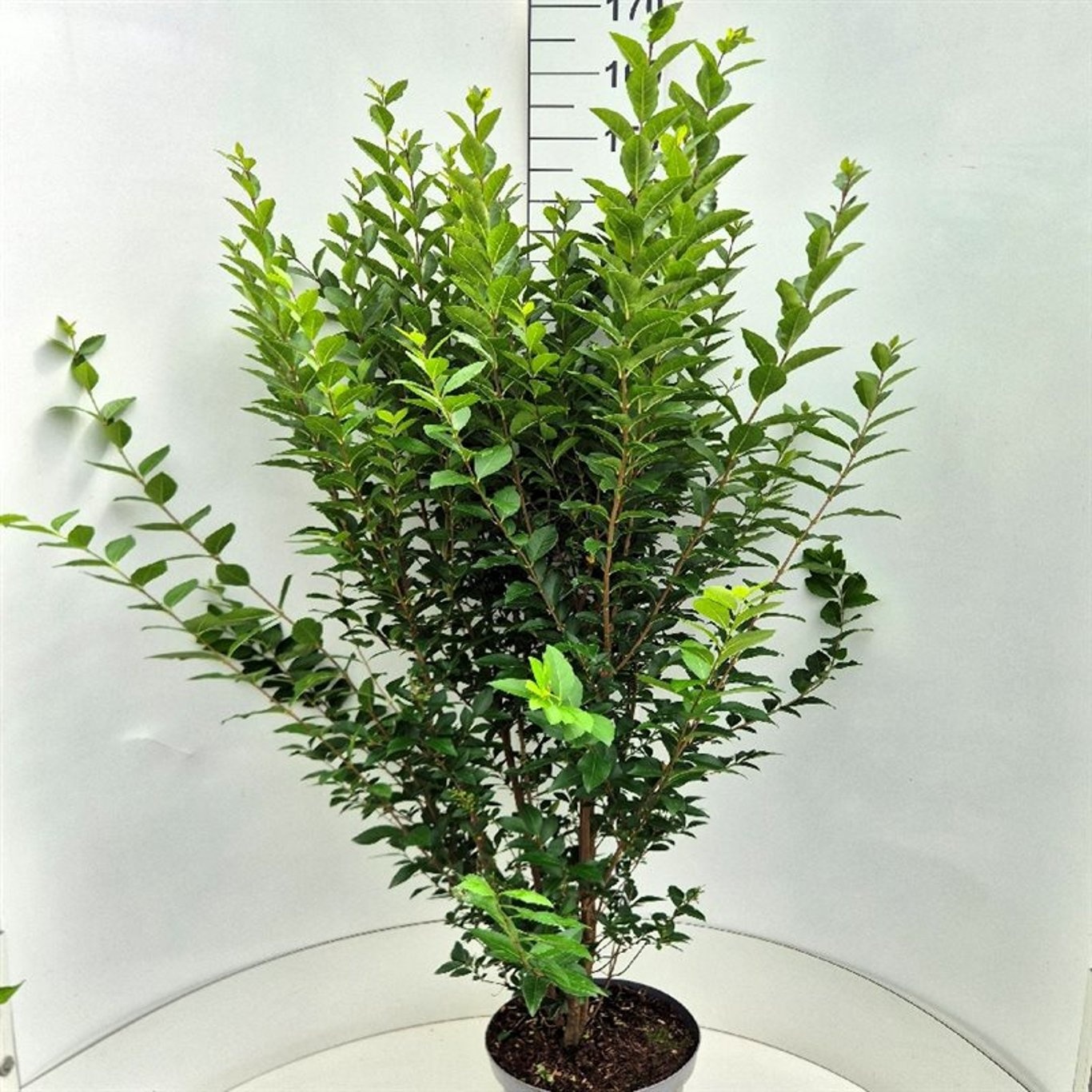 Ligustrum ovalifolium, D 28