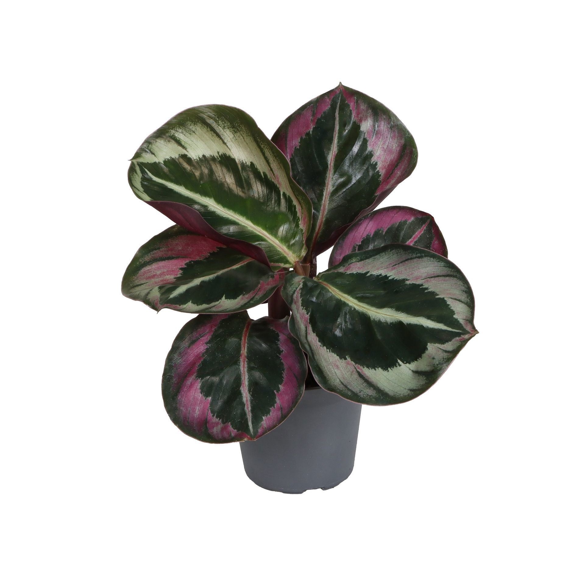 Calathea 'Illustrus' 6 cm, D 6
