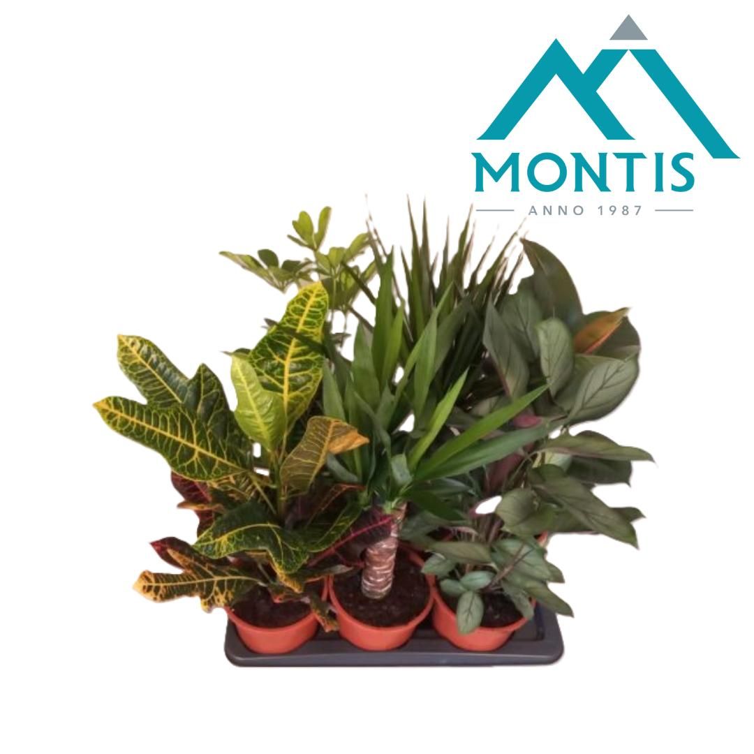 Kamerplanten "Exclusive mix" 17cm, D 17