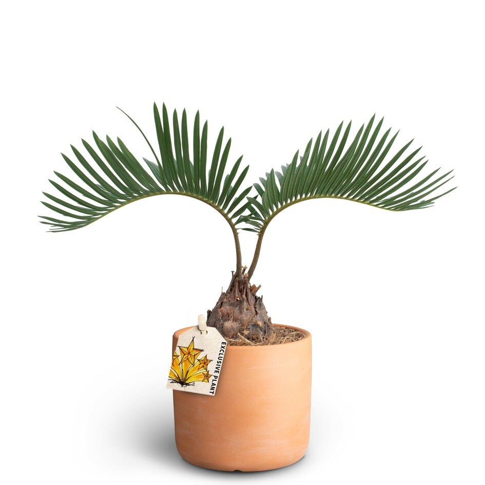 Raw Terracotta, Cycas, D 10