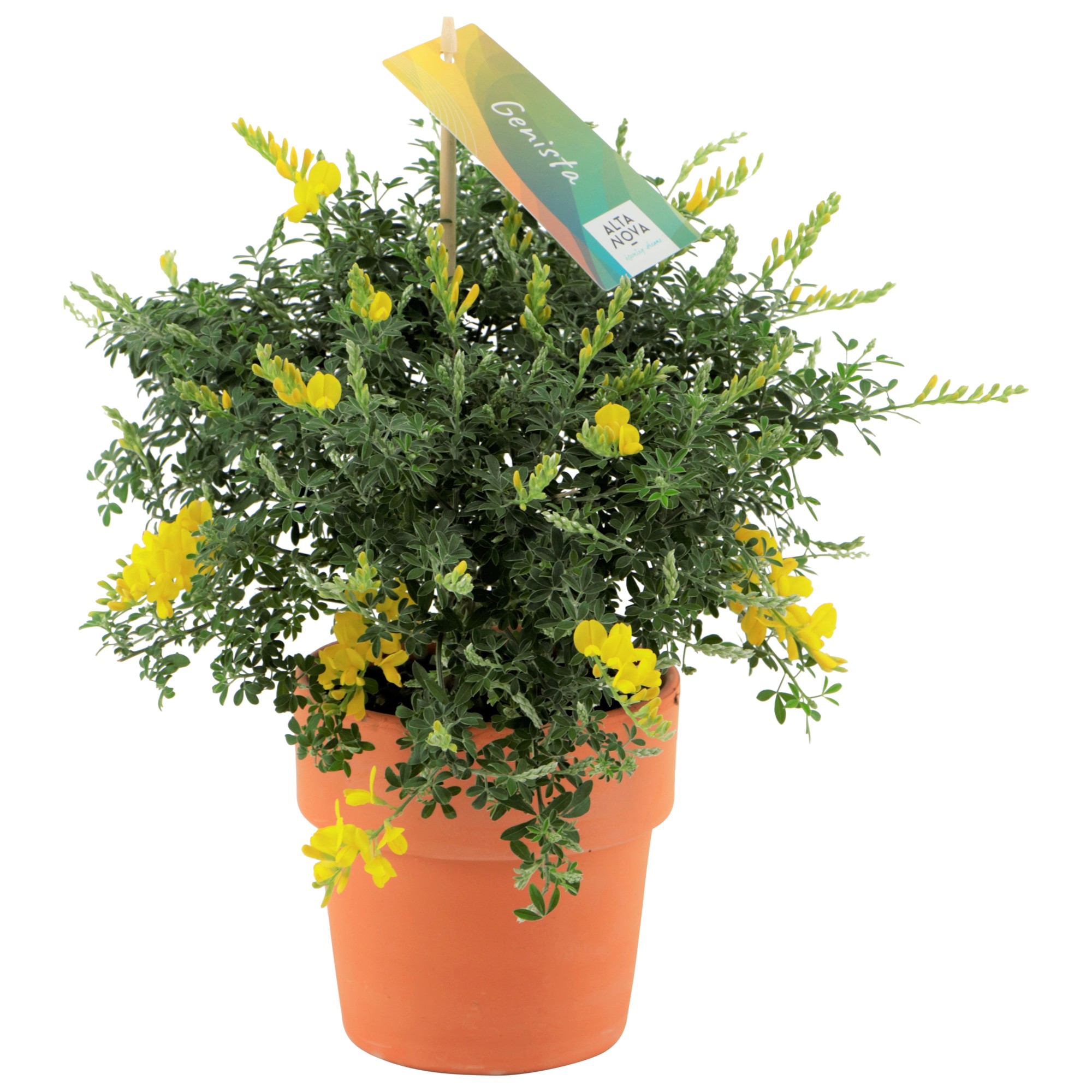 Genista (Cytisus) struik p12 in Terracotta pot, D 12