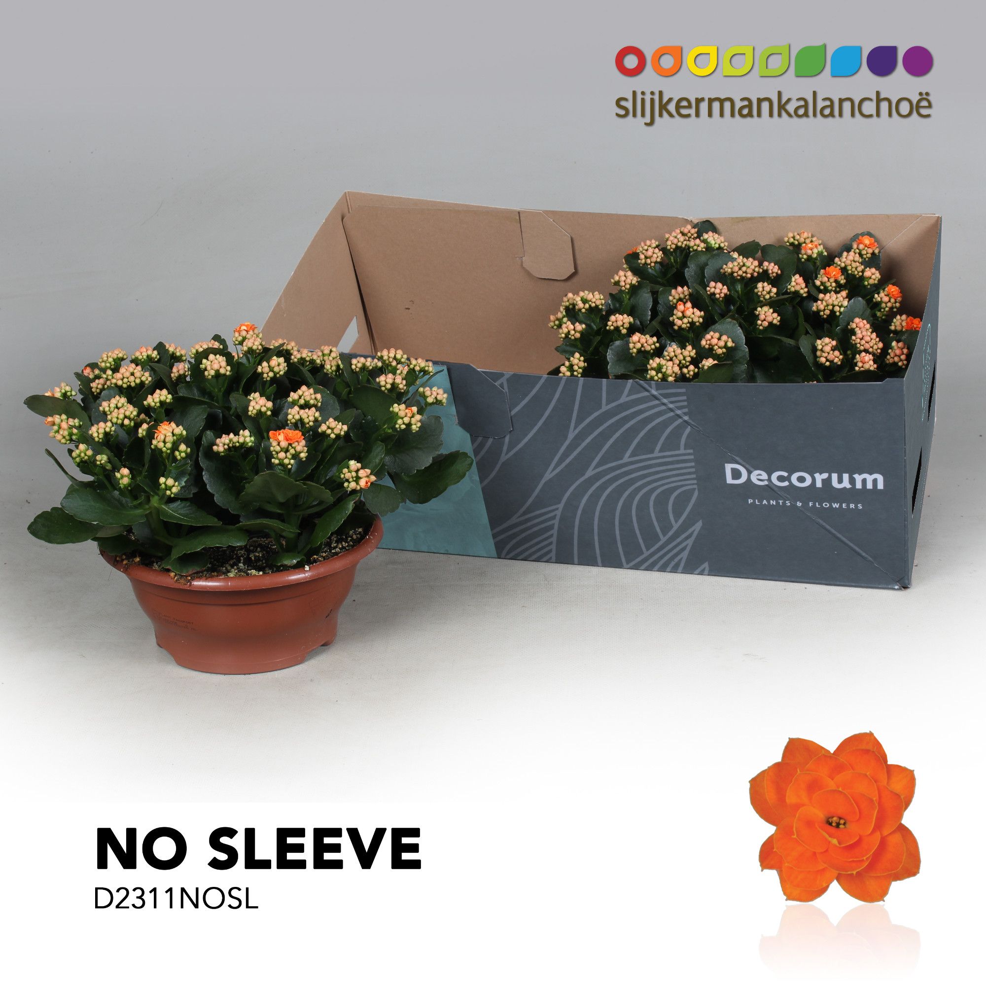 Kalanchoe No Sleeve - Orange, D 23