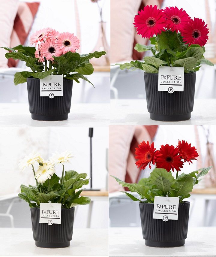 Gerbera gemengd 2+ in Pure Liv mat zwart keramiek, D 12