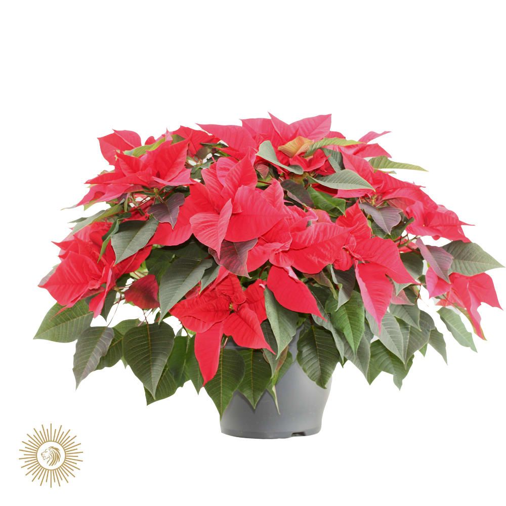 poinsettia bella italia, D 32