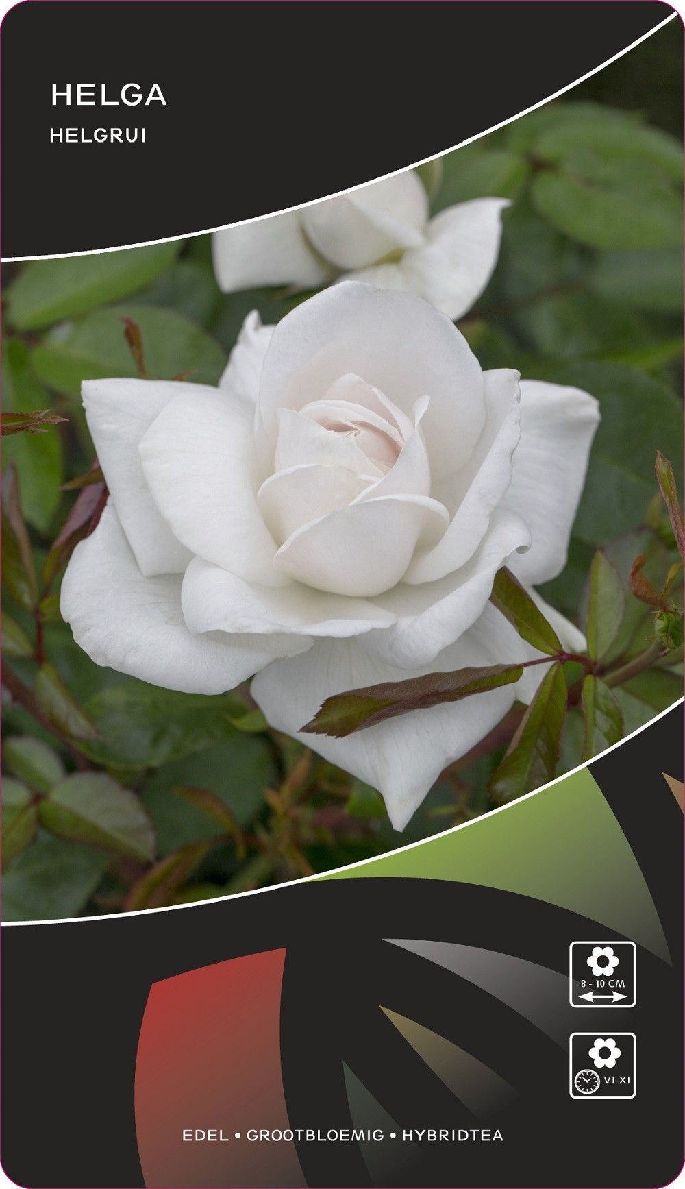 Rosa (TH) Helga, D 17