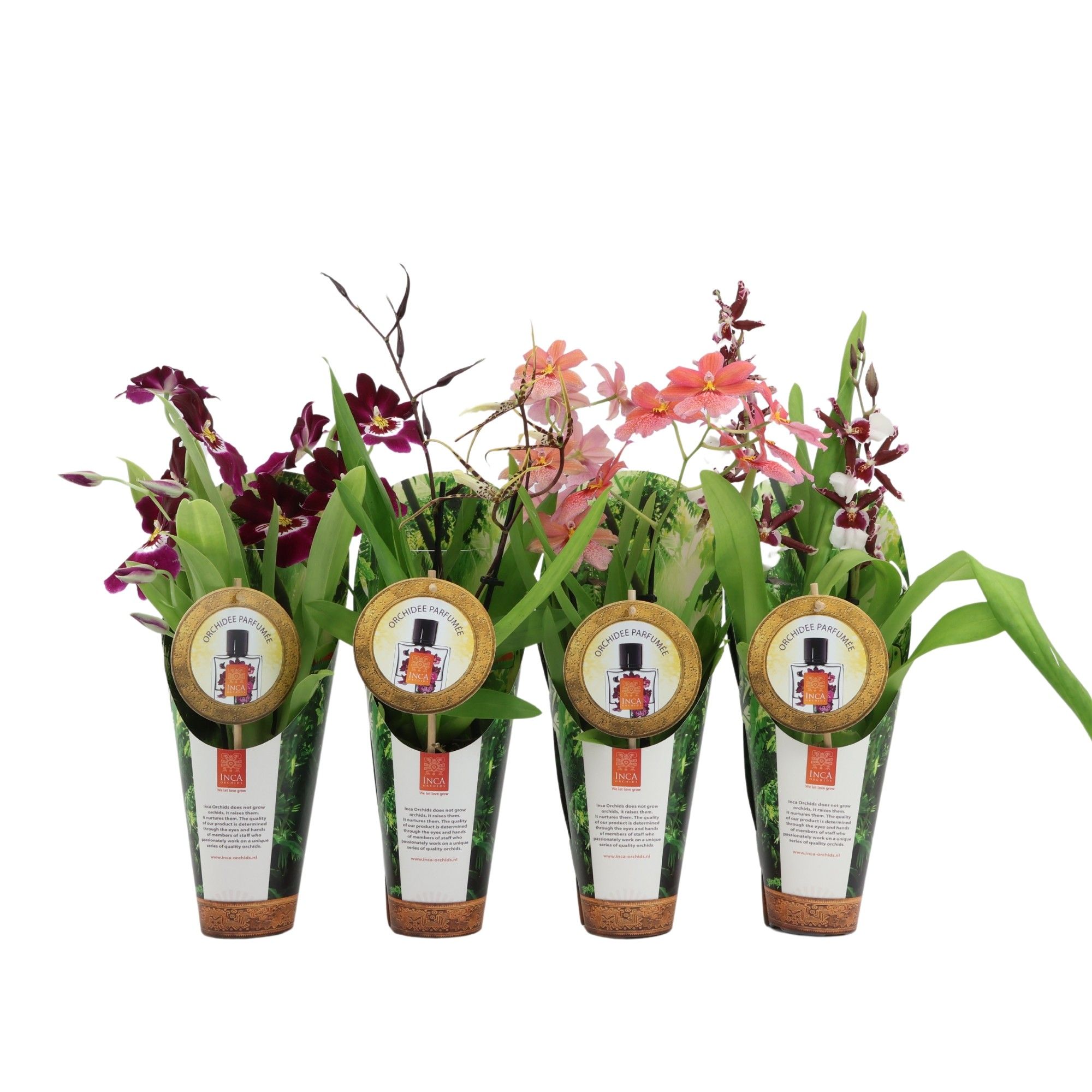 Inca Orchid mix Parfumee 2 spike 9cm in luxury jungle cover, D 9