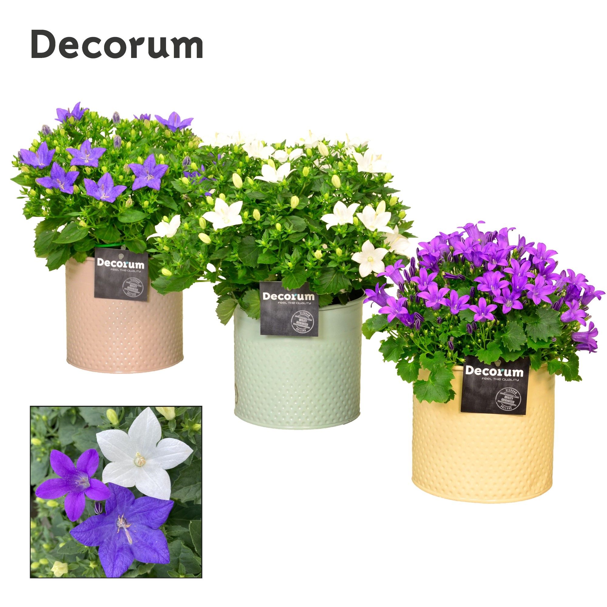 Campanula Mix Decorum Zinc, D 14