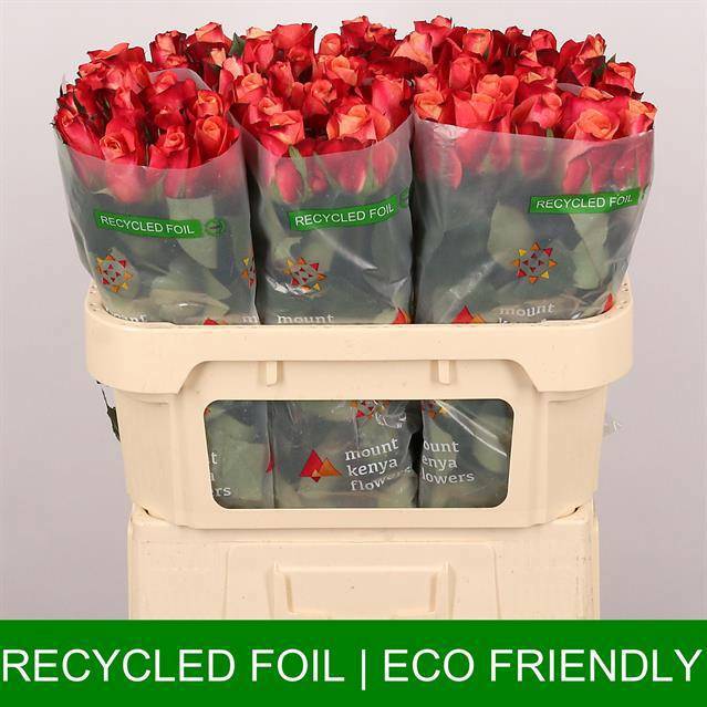 Роза од. Хелен 70, шт.