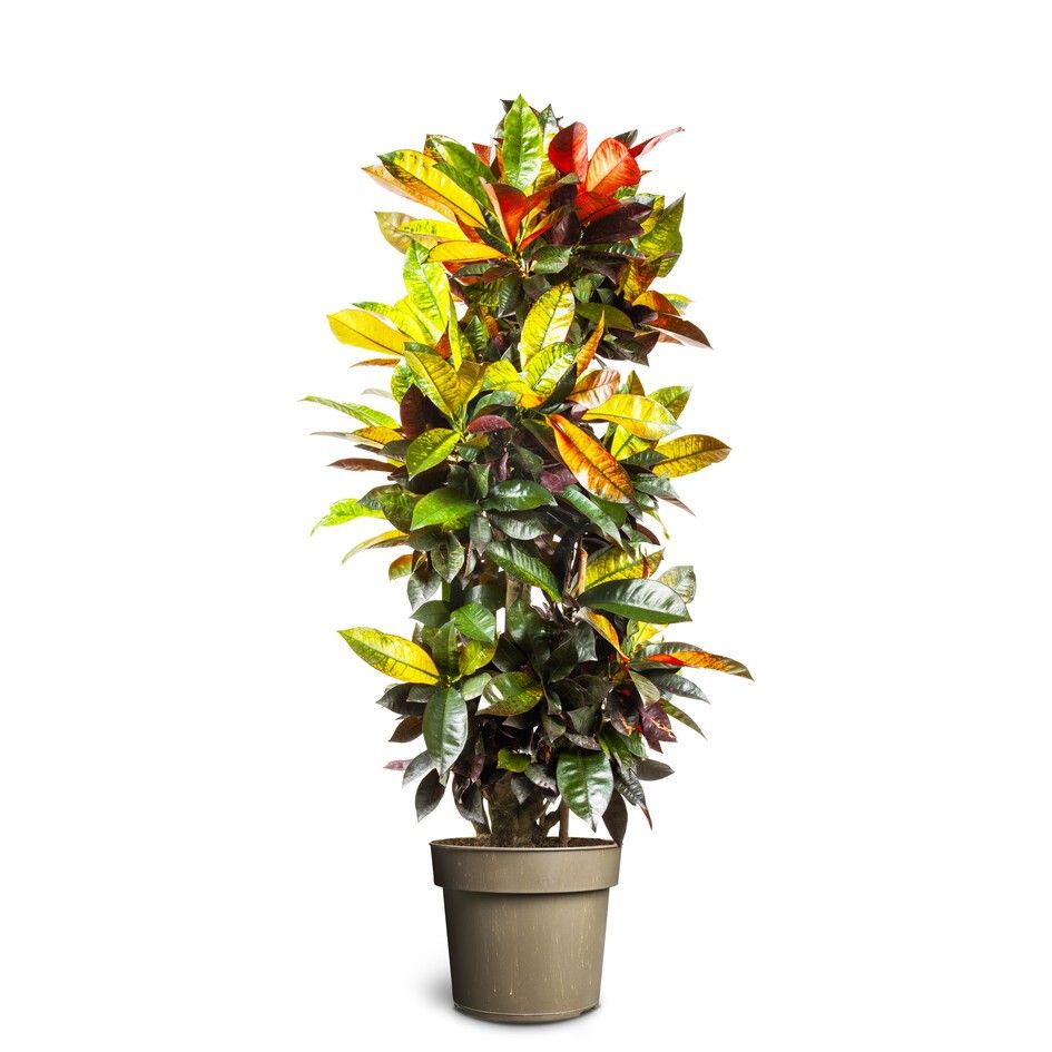 Codiaeum Iceton, Branched, D 35