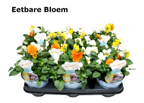 Viool Trio mix Amsterdam eetbare bloem zonder etiket, D 12