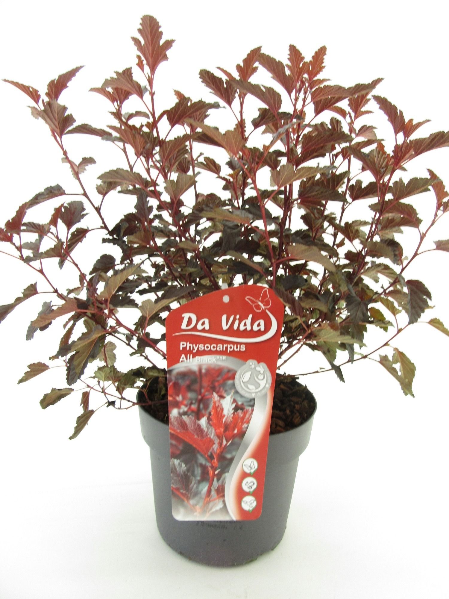 Physocarpus All Black, D 19