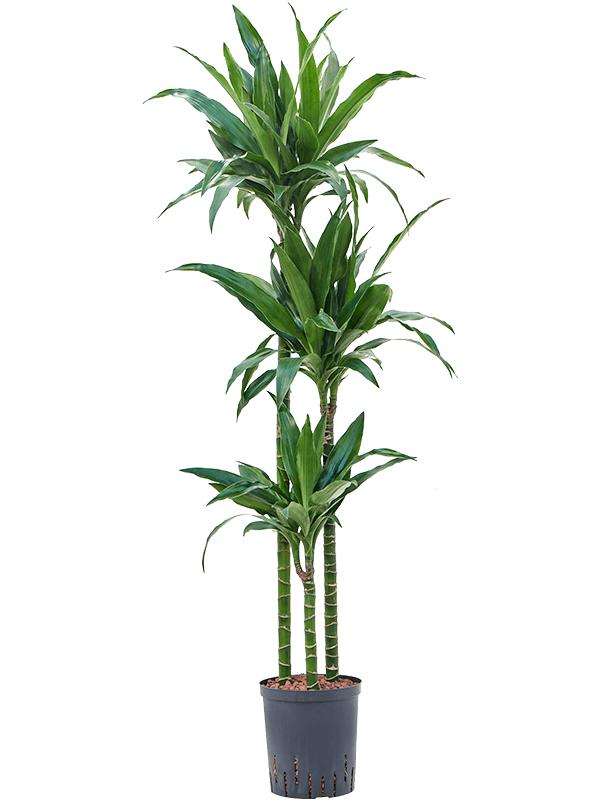 Dracaena fragrans 'Janet Craig', D 18 cm