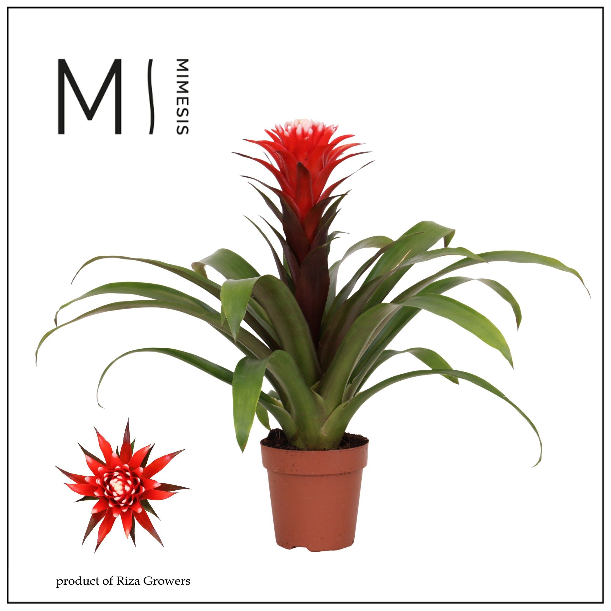 Guzmania Rockyflower Hope - 12cm | Mimesis, D 12