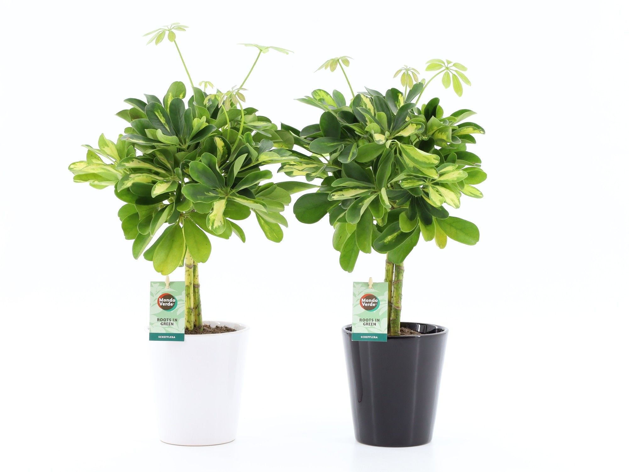 Schefflera Gold Capella in Zwart&Wit keramiek, D 13