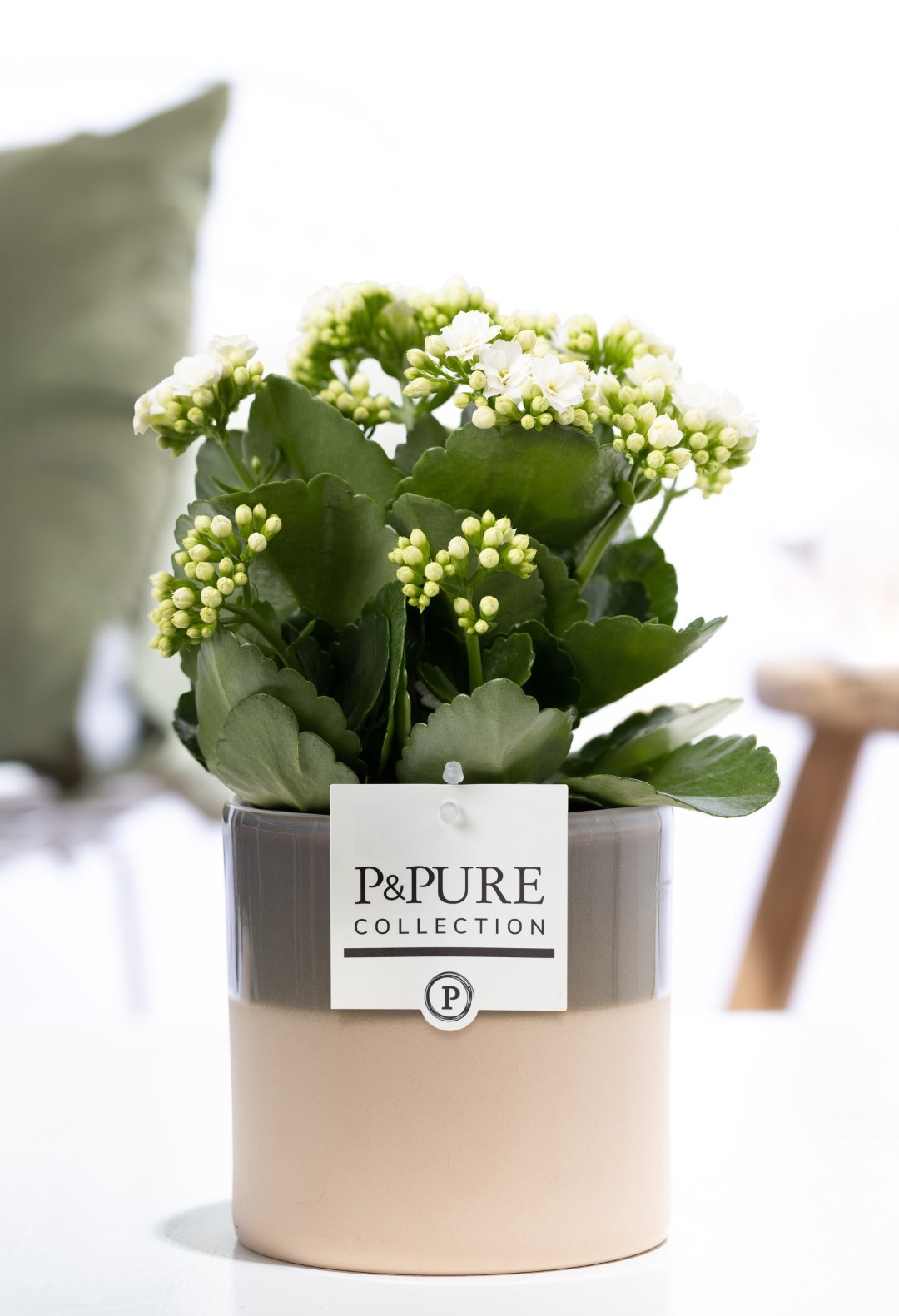 Kalanchoe white in P&PURE Tess 2 ceramics green, D 12