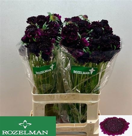 Скабиоза Рэд Вельвет Скуп 60, шт.