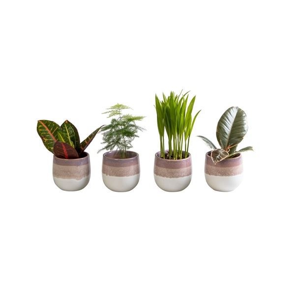 L 65837 with Green Mix 6 cm, D 6 cm