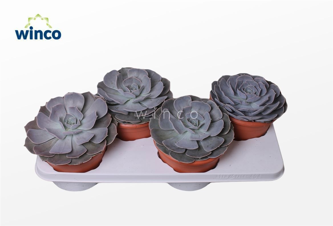 Echeveria Pollux, D 17