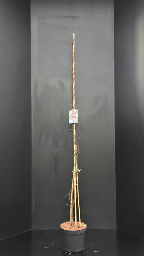 Akebia quinata, D 26