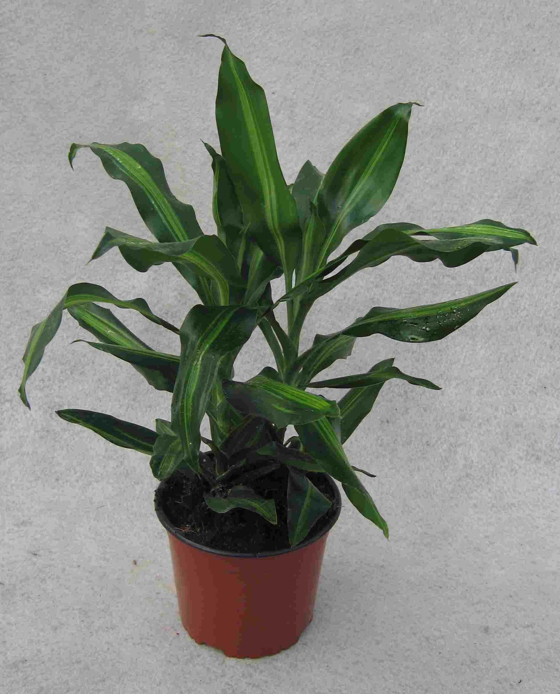 DRACAENA FRAGRANS 'CINTHO', D 17 cm DRACAENA FRAGRANS 'CINTHO', D 17 cm
