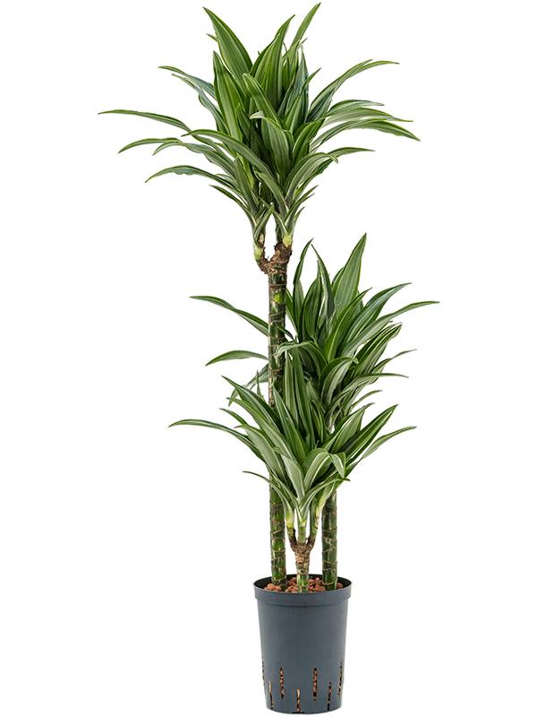 Dracaena fragrans 'Ulises', D 15 cm