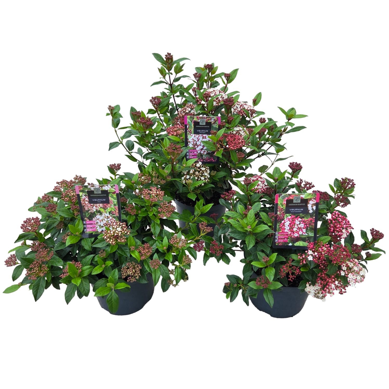 Viburnum tinus Mix, D 23 cm Viburnum tinus Mix, D 23 cm