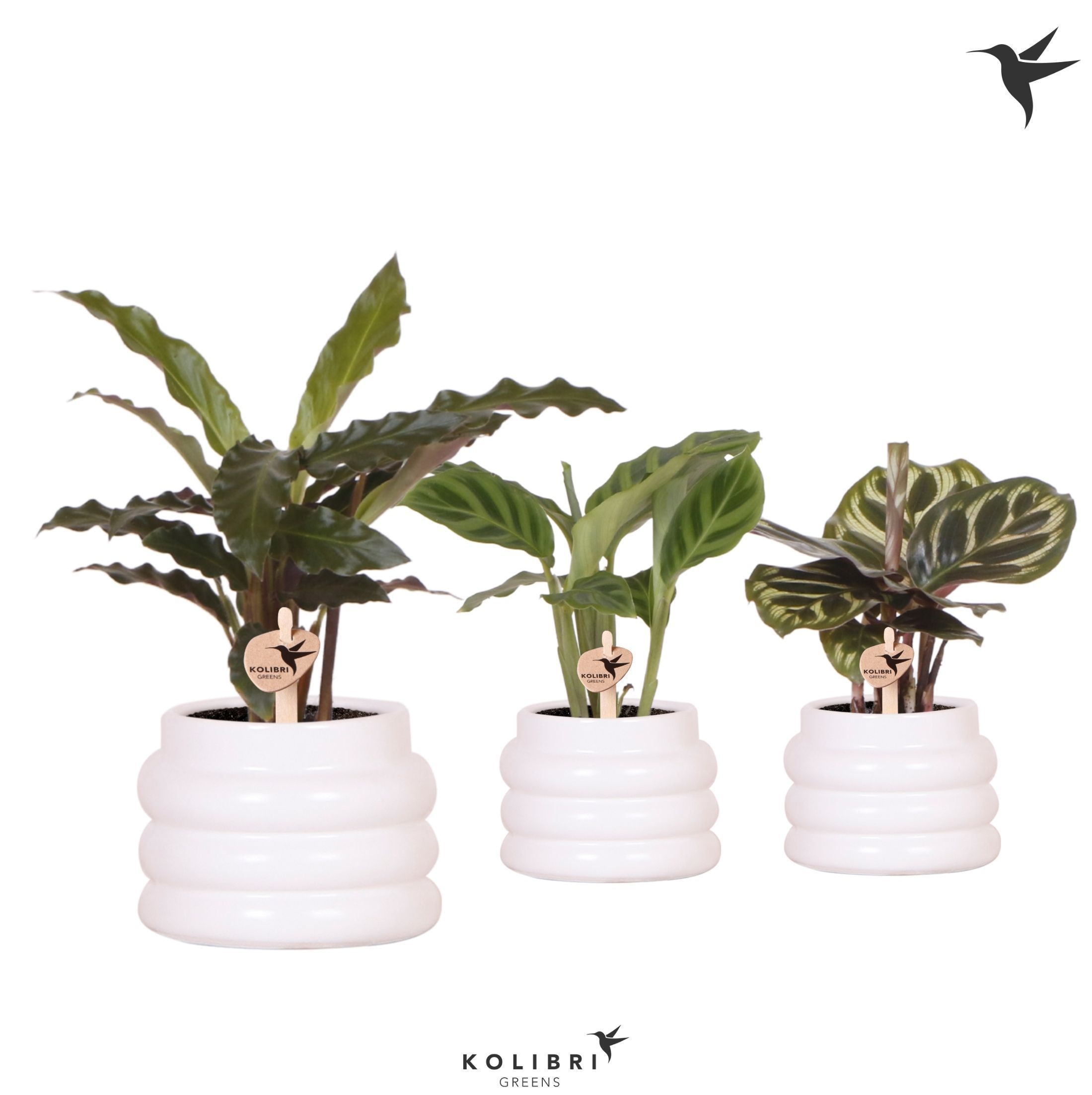 Kolibri Greens Calathea mix in Bubble pot white, D 6