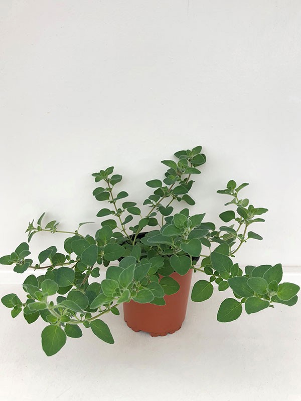 OCIMUM BASILICUM/BASILIKUM., D 11