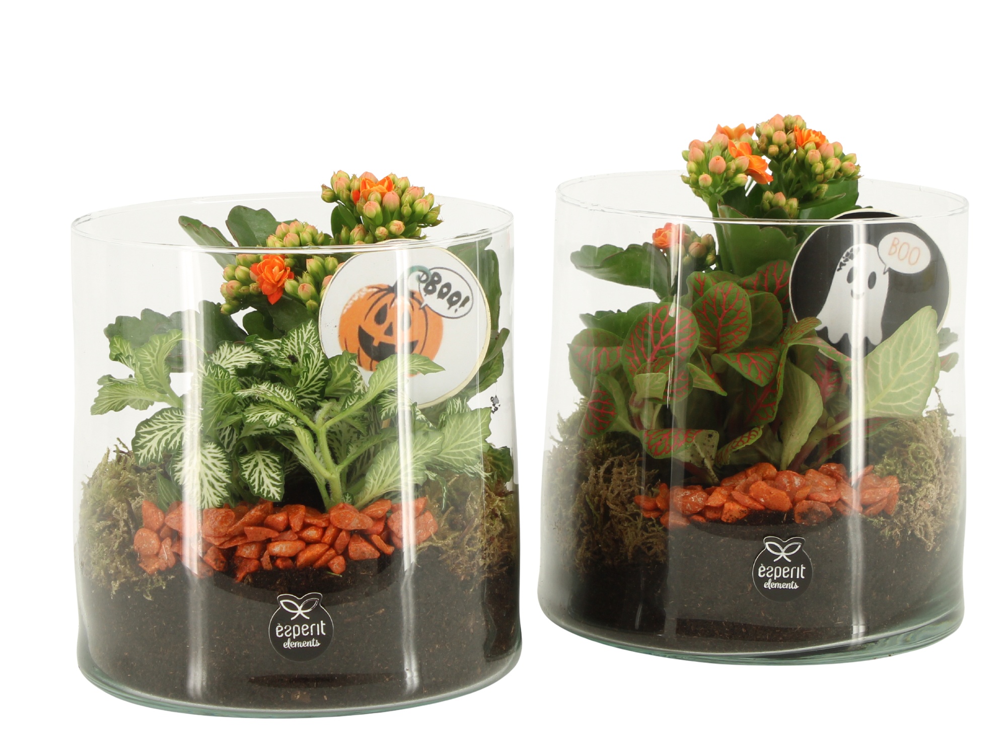 83336: Halloween arrangement, D 15