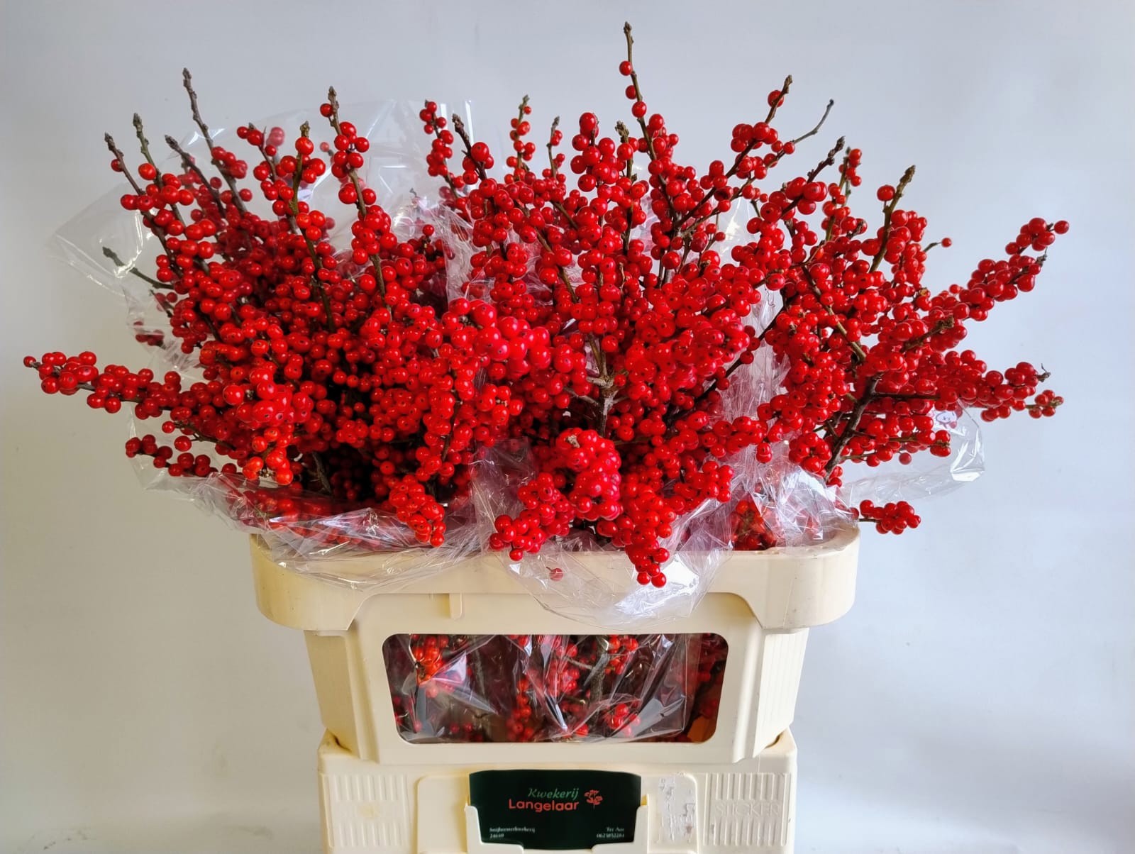 Илекс Красные ягоды 80, шт.